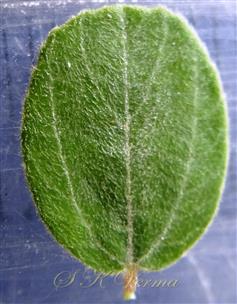 Leaf-Adaxial view
